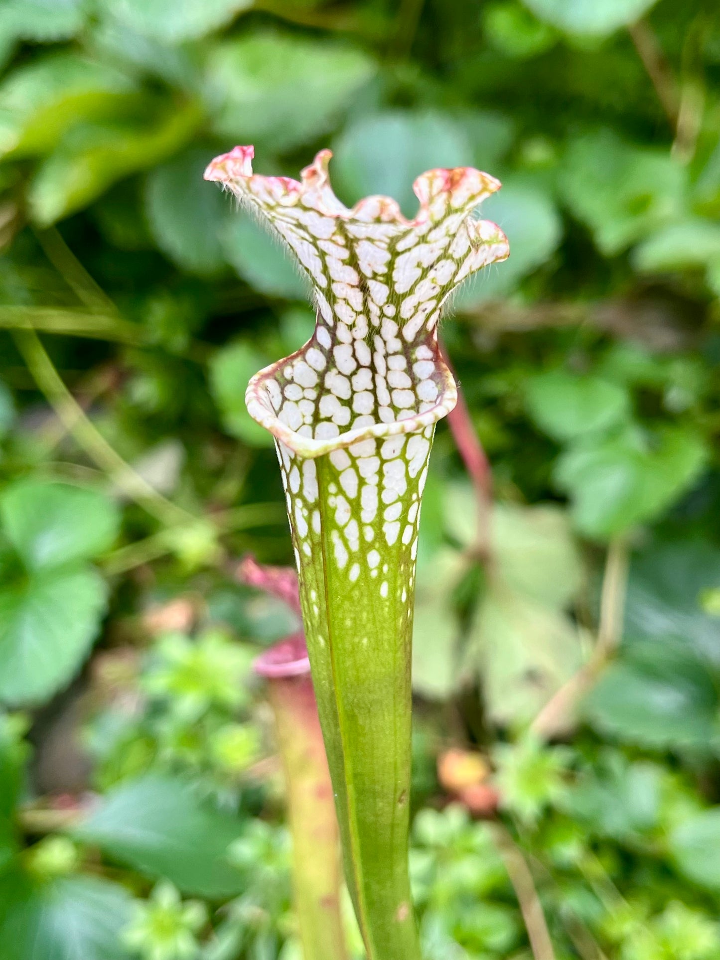 Sarracenia leucophylla “Super Pink” x HCW#F
