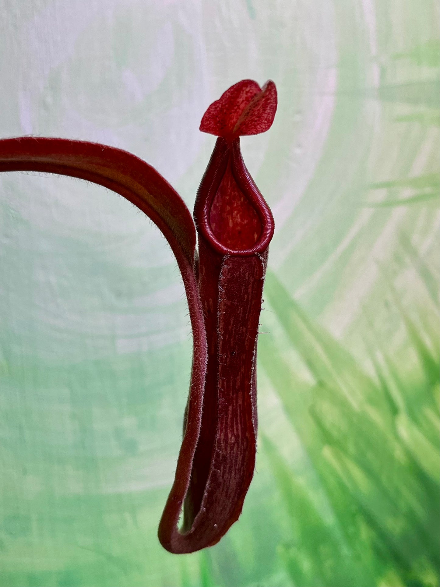 Nepenthes "Flame" - established cutting