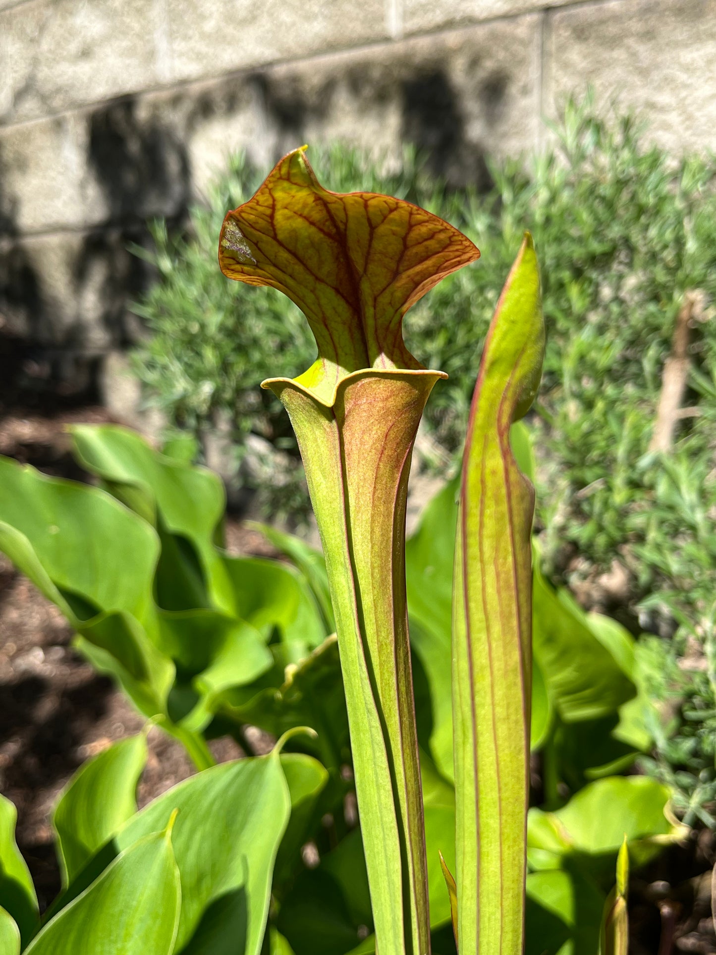 Sarracenia ‘Grower’s Select’ hybrid