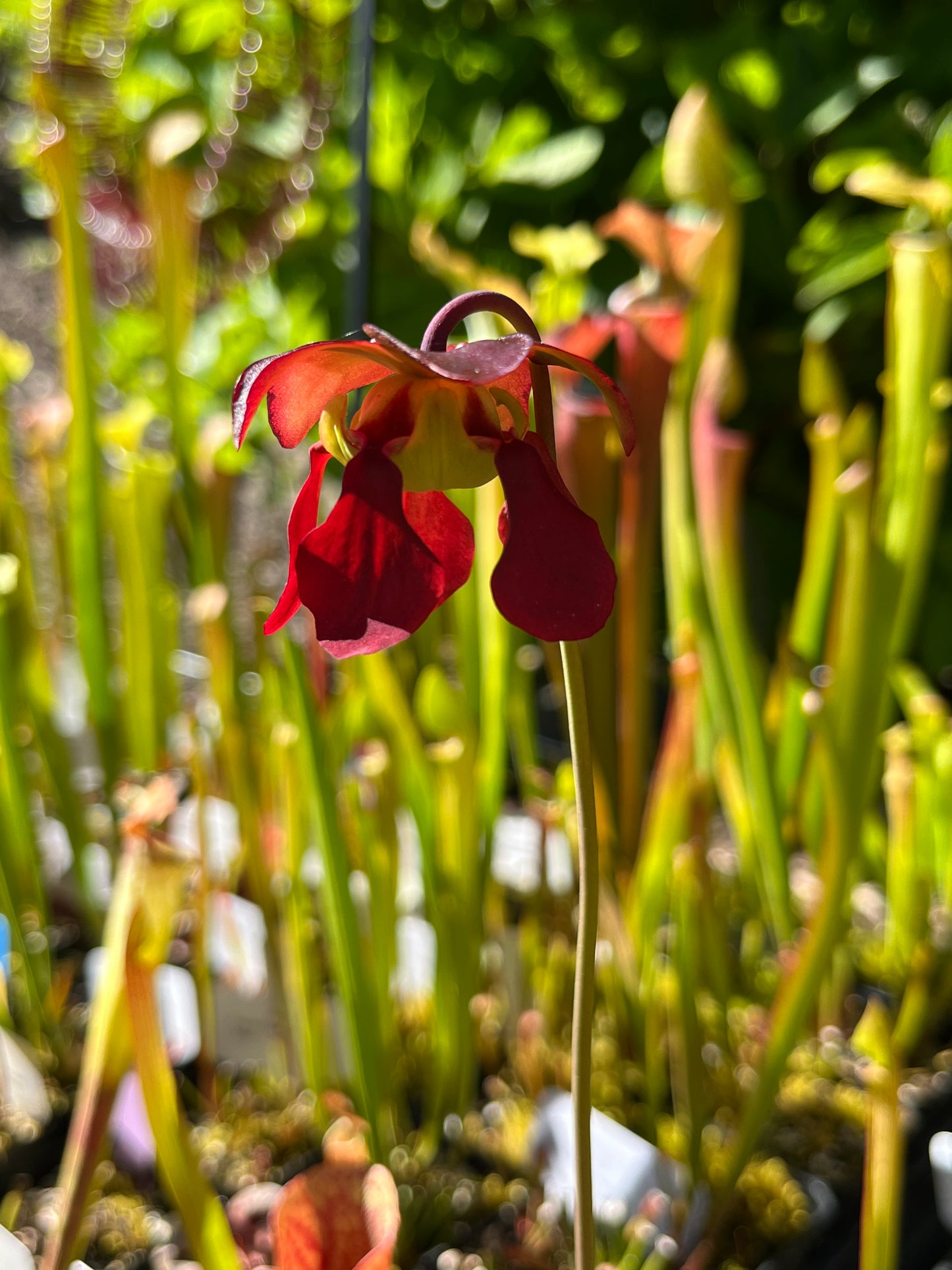 Sarracenia ‘Grower’s Select’ hybrid