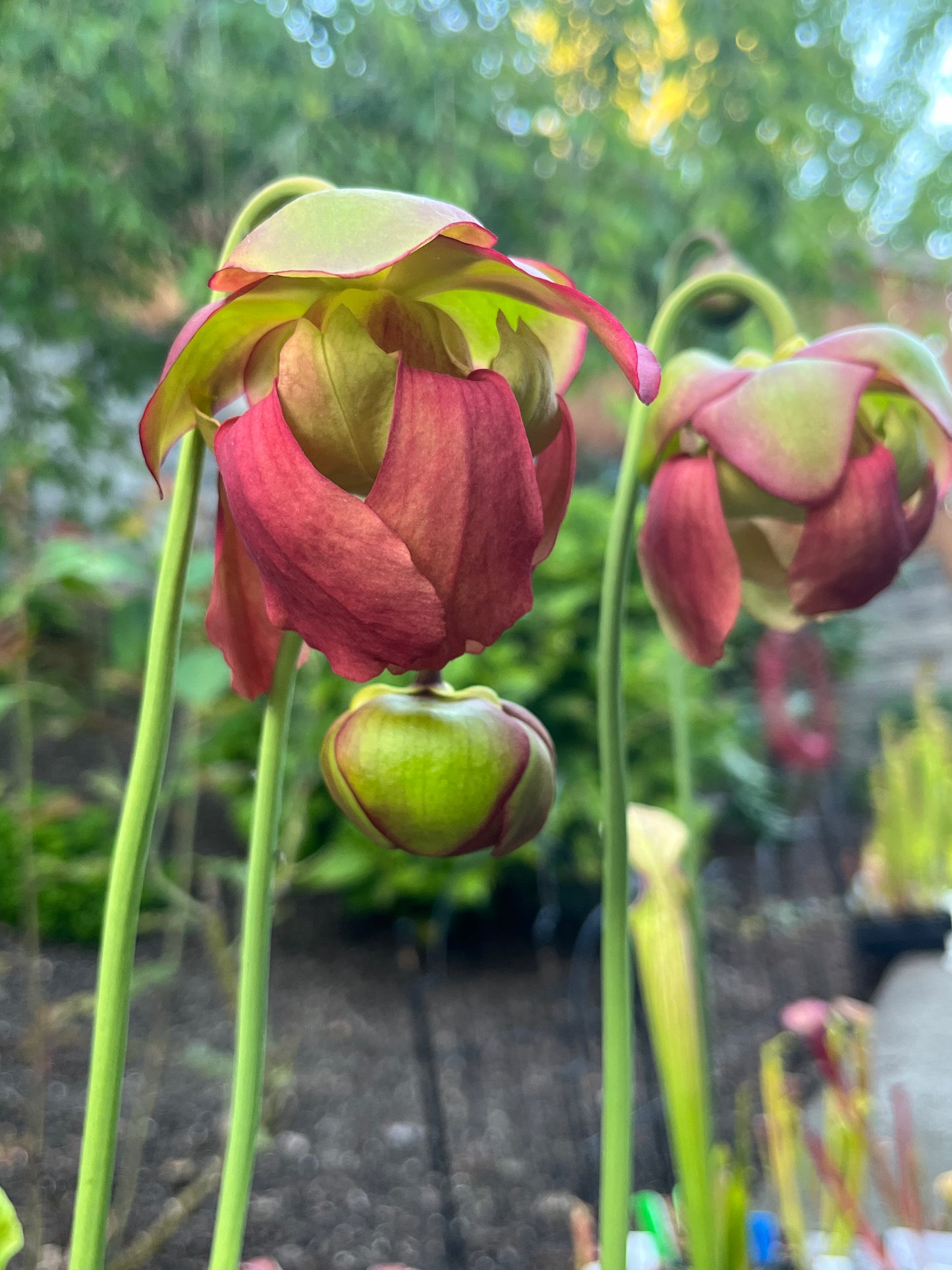 Sarracenia ‘Grower’s Select’ hybrid