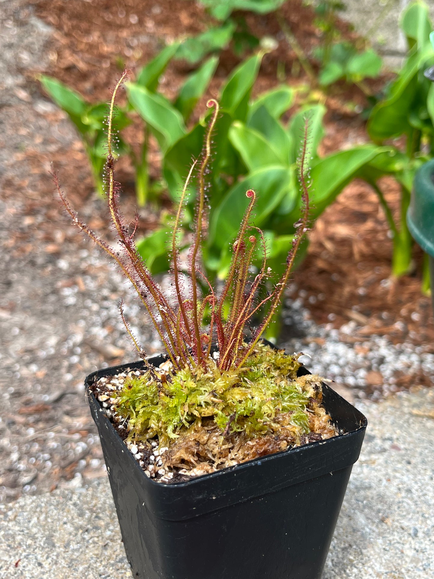Drosera filiformis “Crawdaddy”