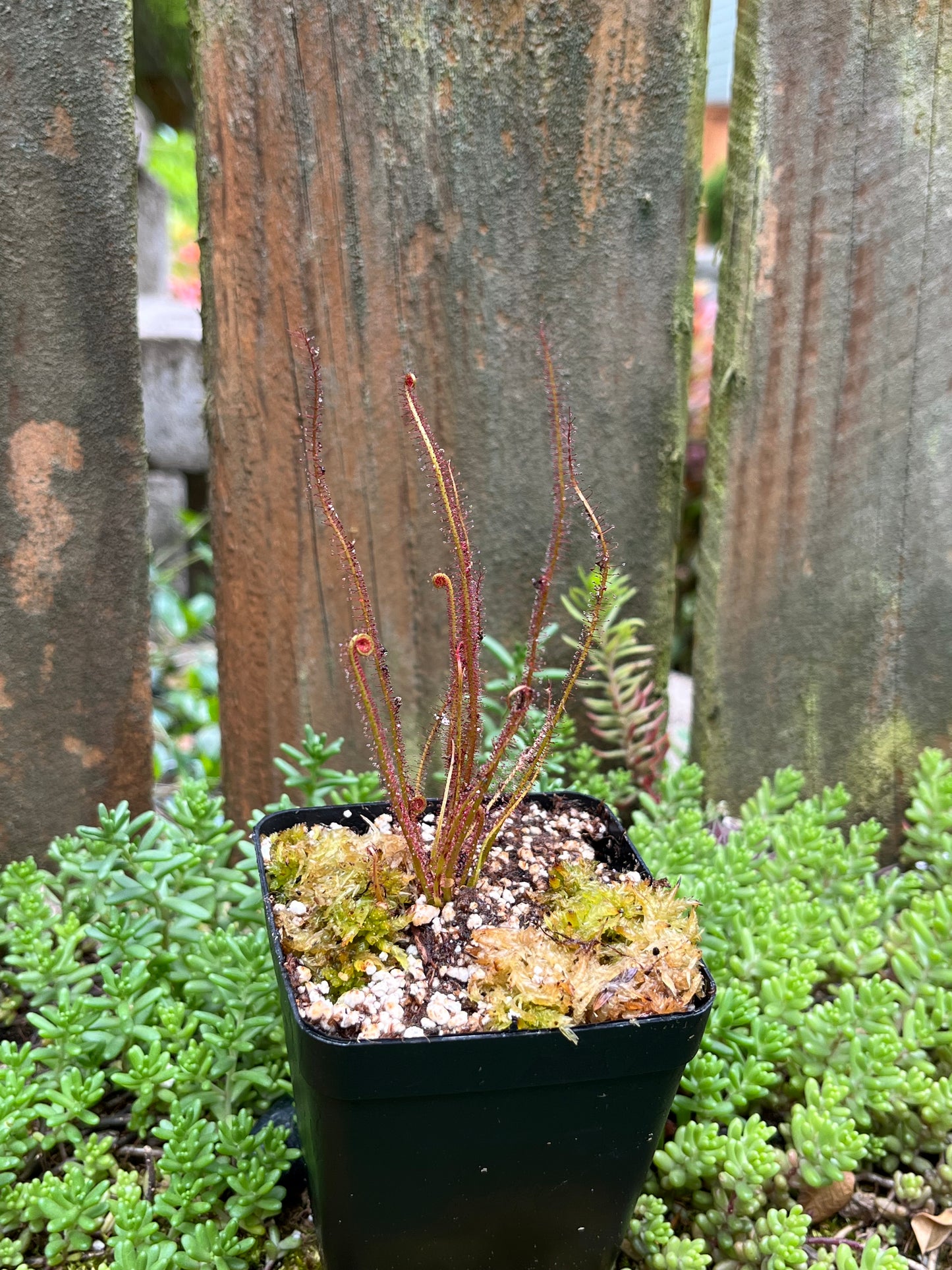 Drosera filiformis “Crawdaddy”