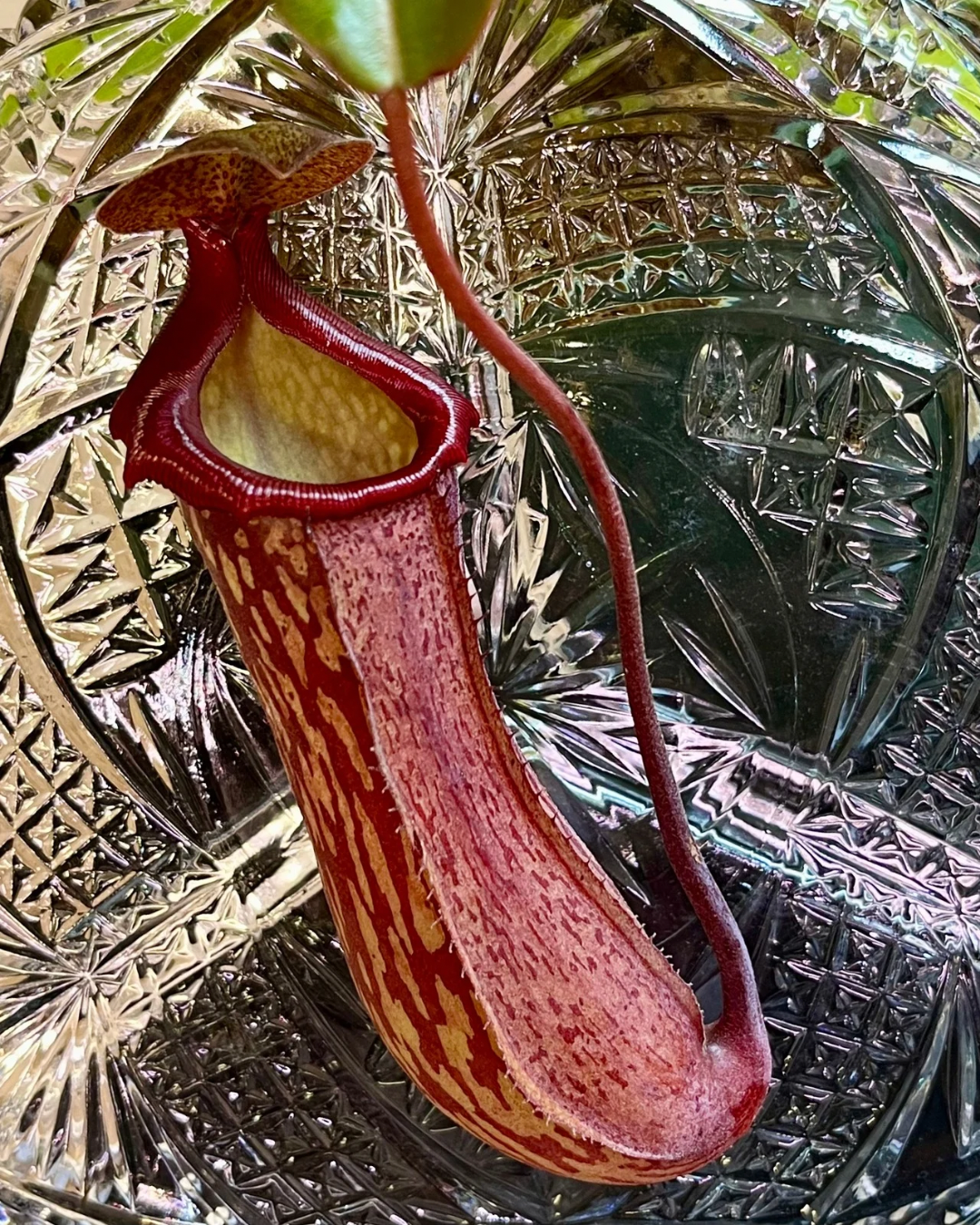 Nepenthes (x splendiana) x ventricosa "red" - established cutting