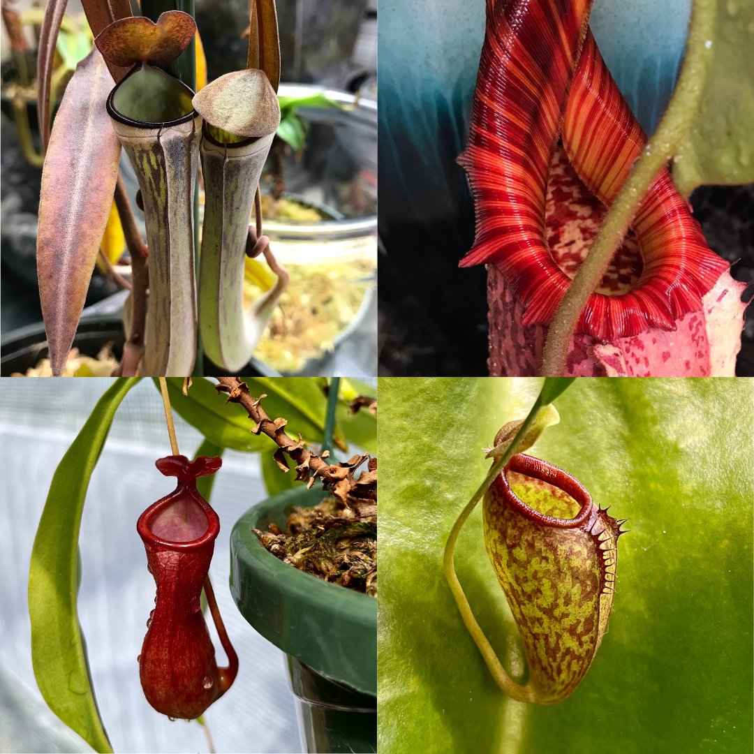 Nepenthes ~ Tropical Pitcher Plants – Hydra Horticulture