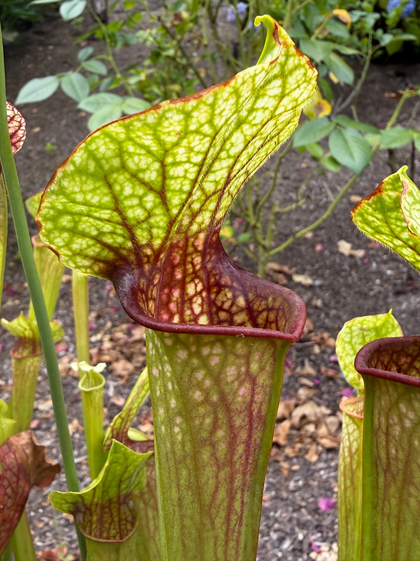 Sarracenia "Fluke"