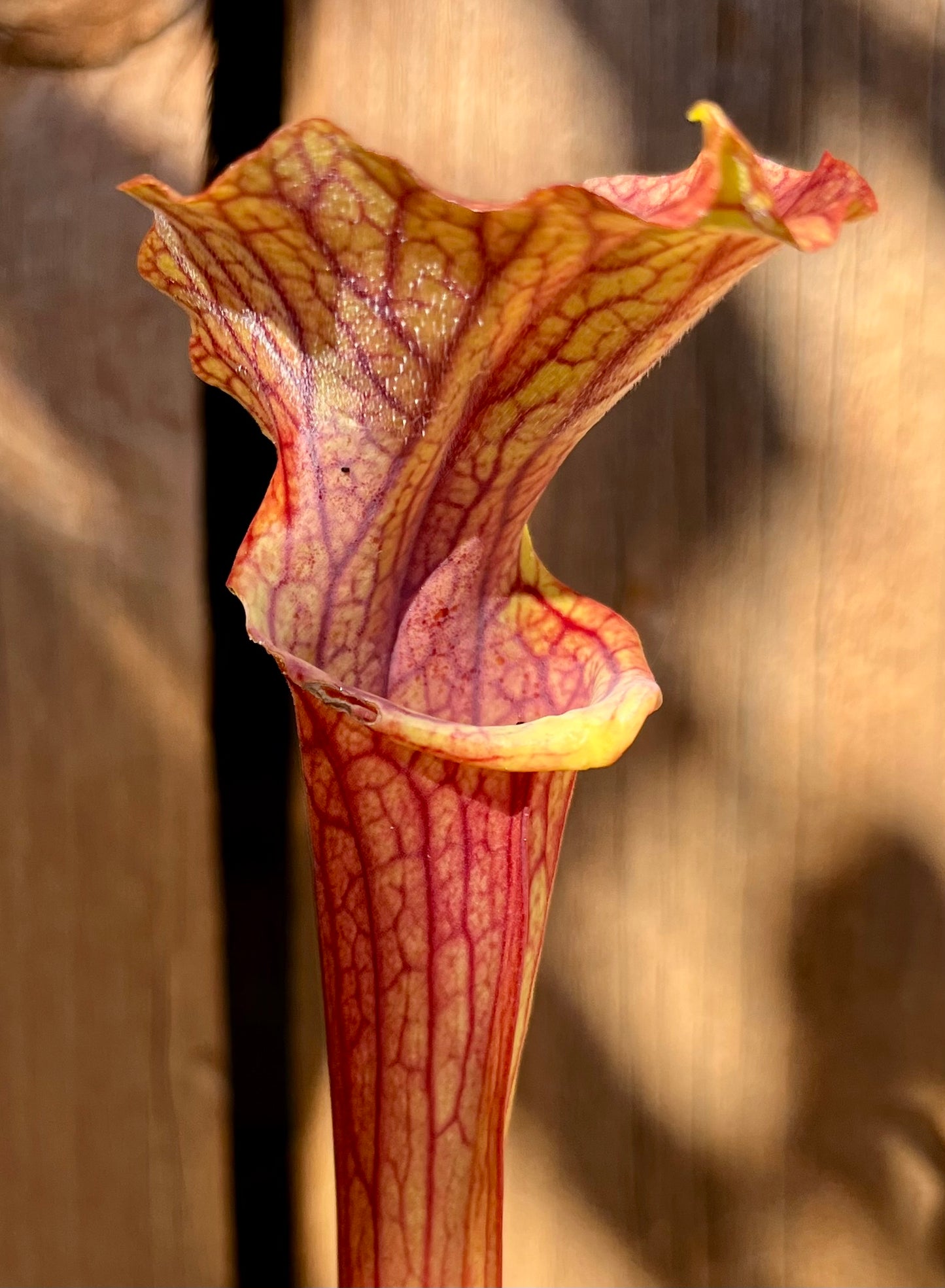 S. ‘Reptilian Rose'