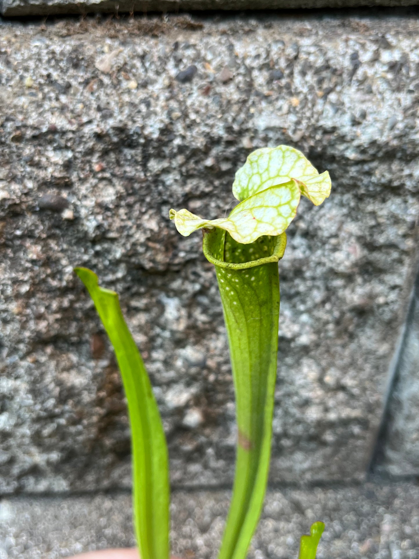 Sarracenia alabamensis ICPS x moorei
