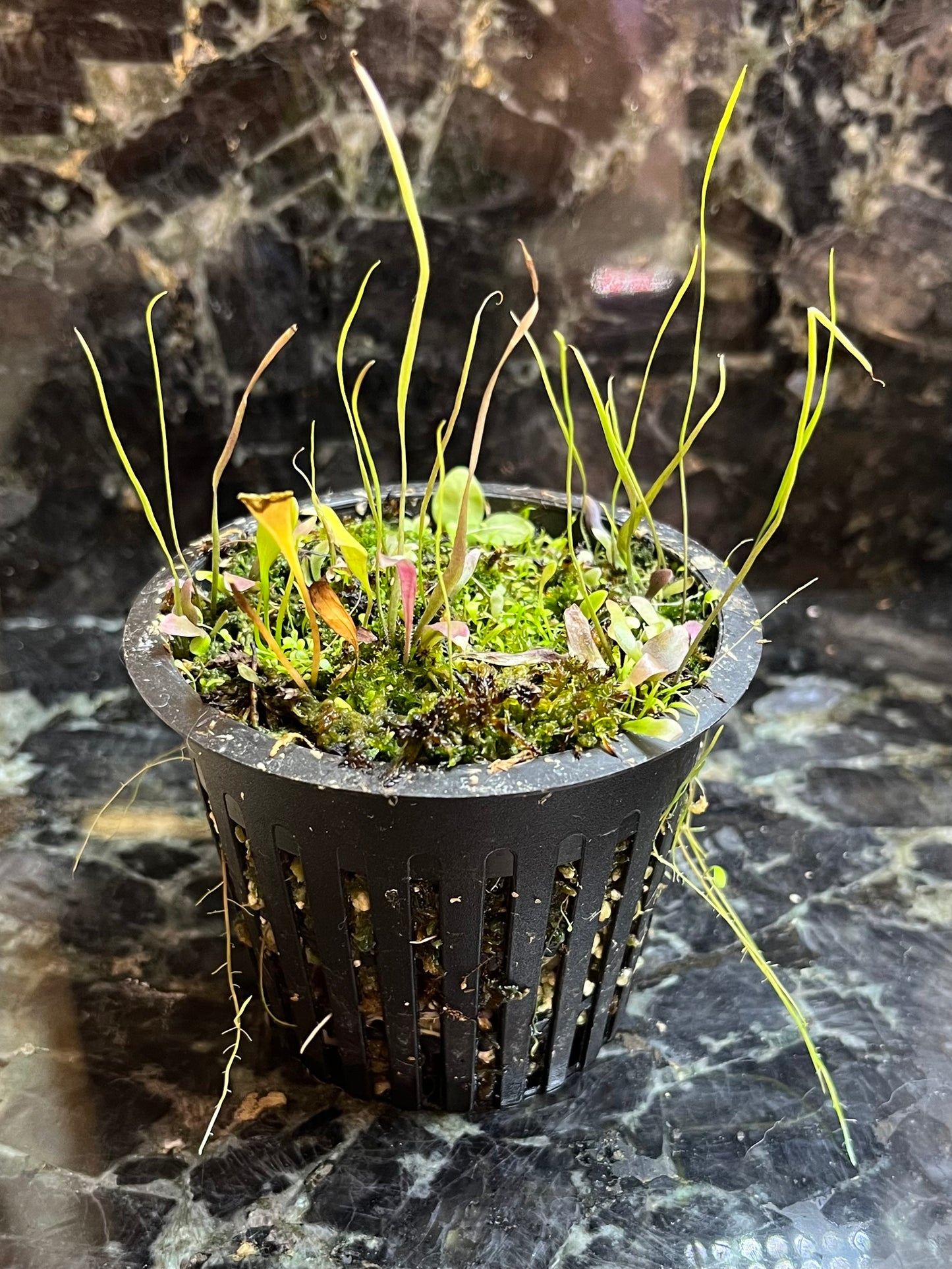 Utricularia PARTY - mix of select utrics