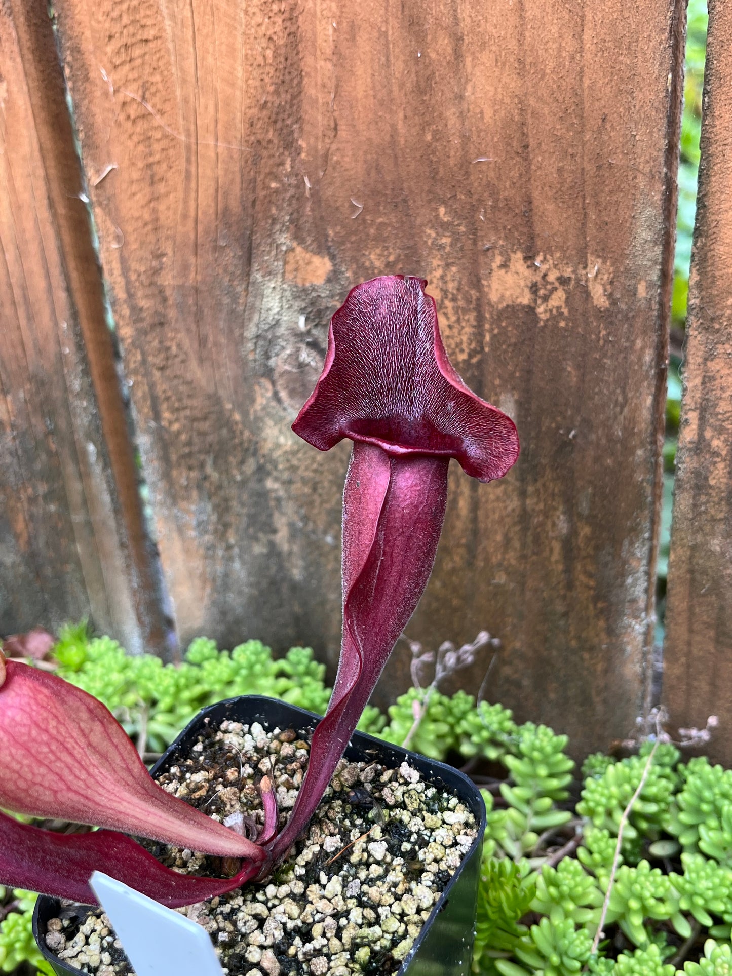 Sarracenia 'Simone' x Rosea “Big Mama”