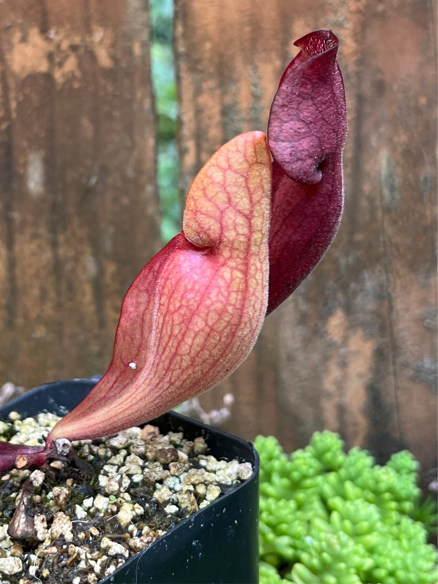 Sarracenia 'Simone' x Rosea “Big Mama”