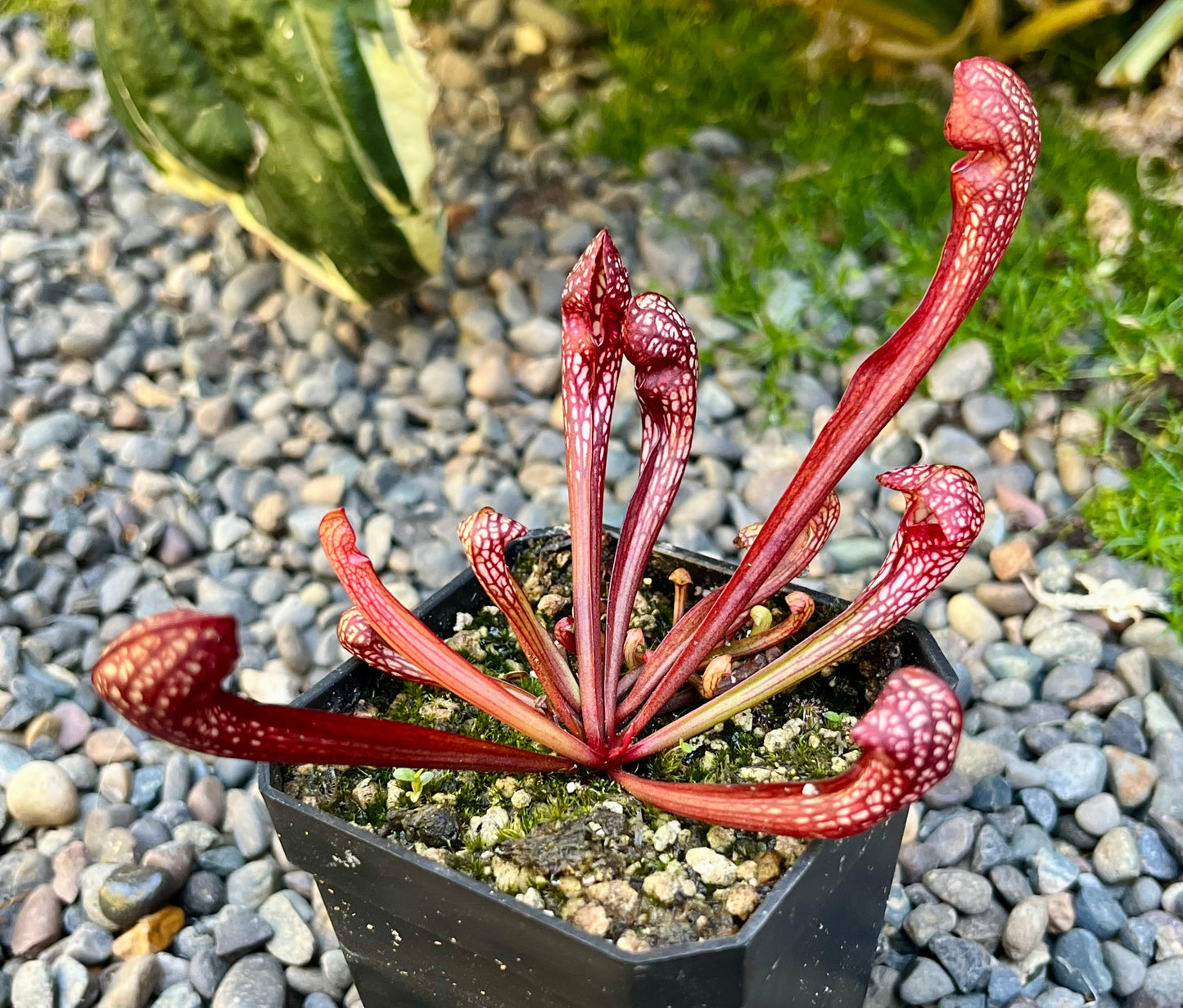 S. psittacina DW x 'The Kraken'