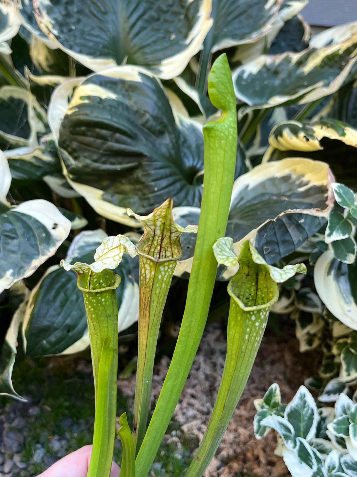 Sarracenia alabamensis ICPS x moorei