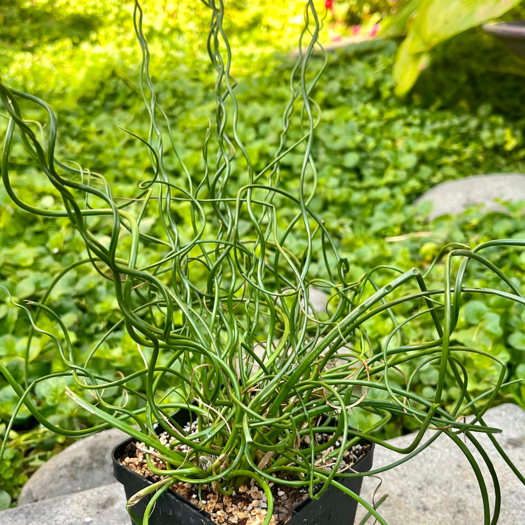 Juncus effuses 'Spiralis'