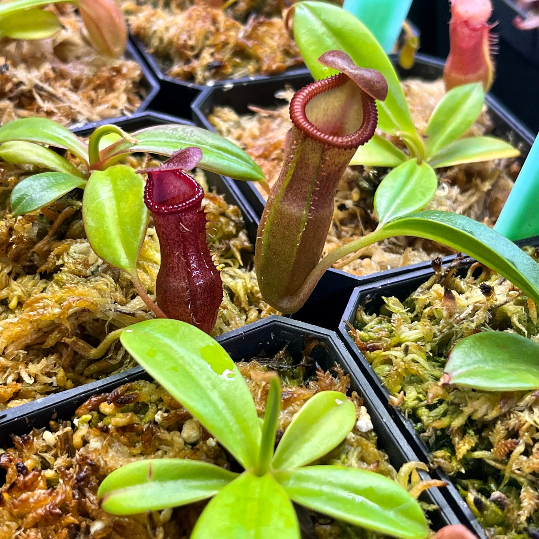 Nepenthes ventricosa x edwardsiana - seed grown