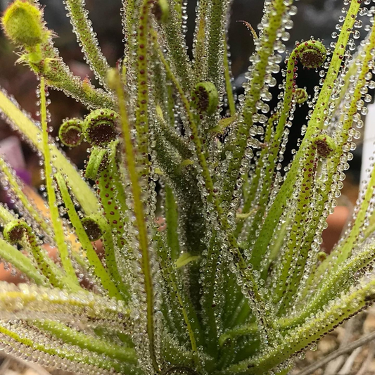 Drosophyllum lusitanicum seedling