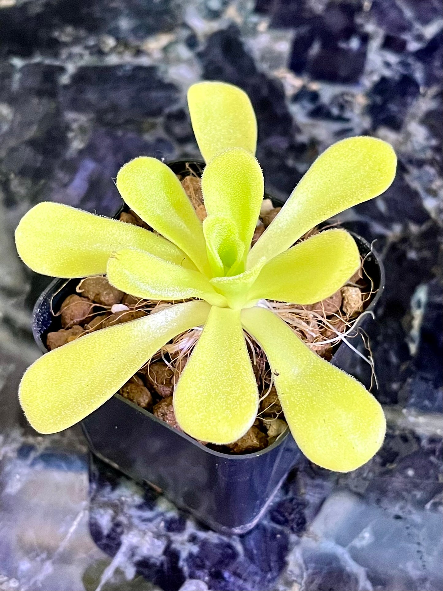 Pinguicula agnata 'True Blue'