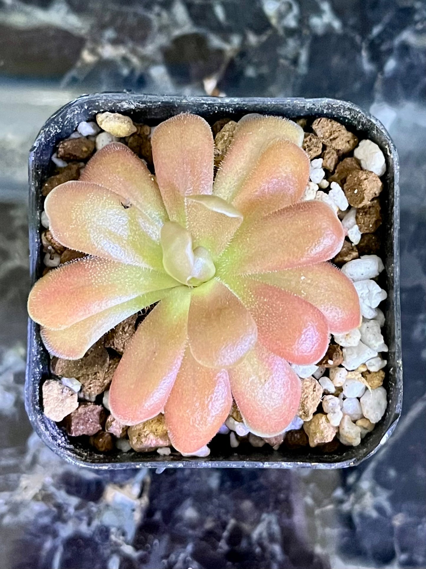 Pinguicula esseriana - Jerry P. clone