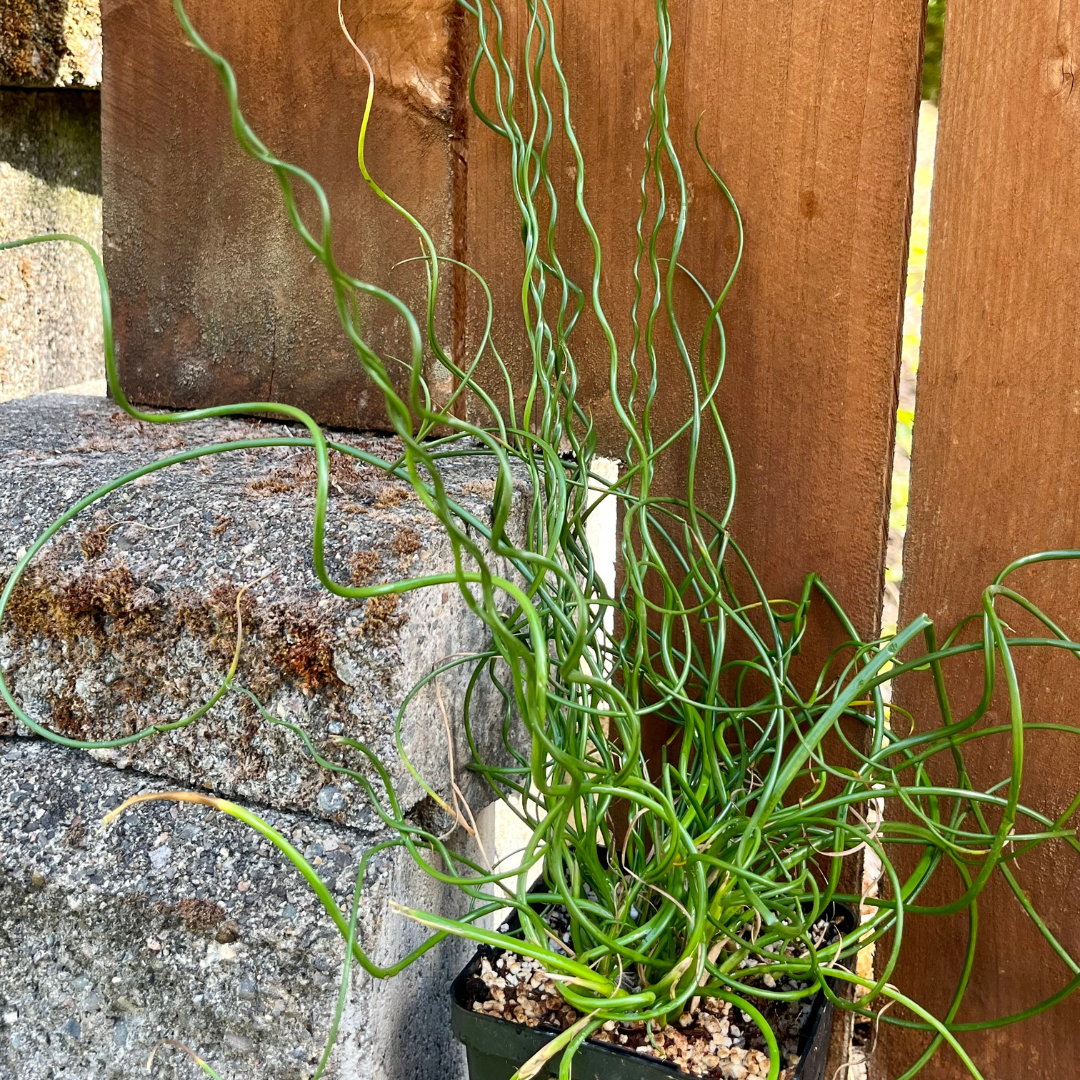 Juncus effuses 'Spiralis'