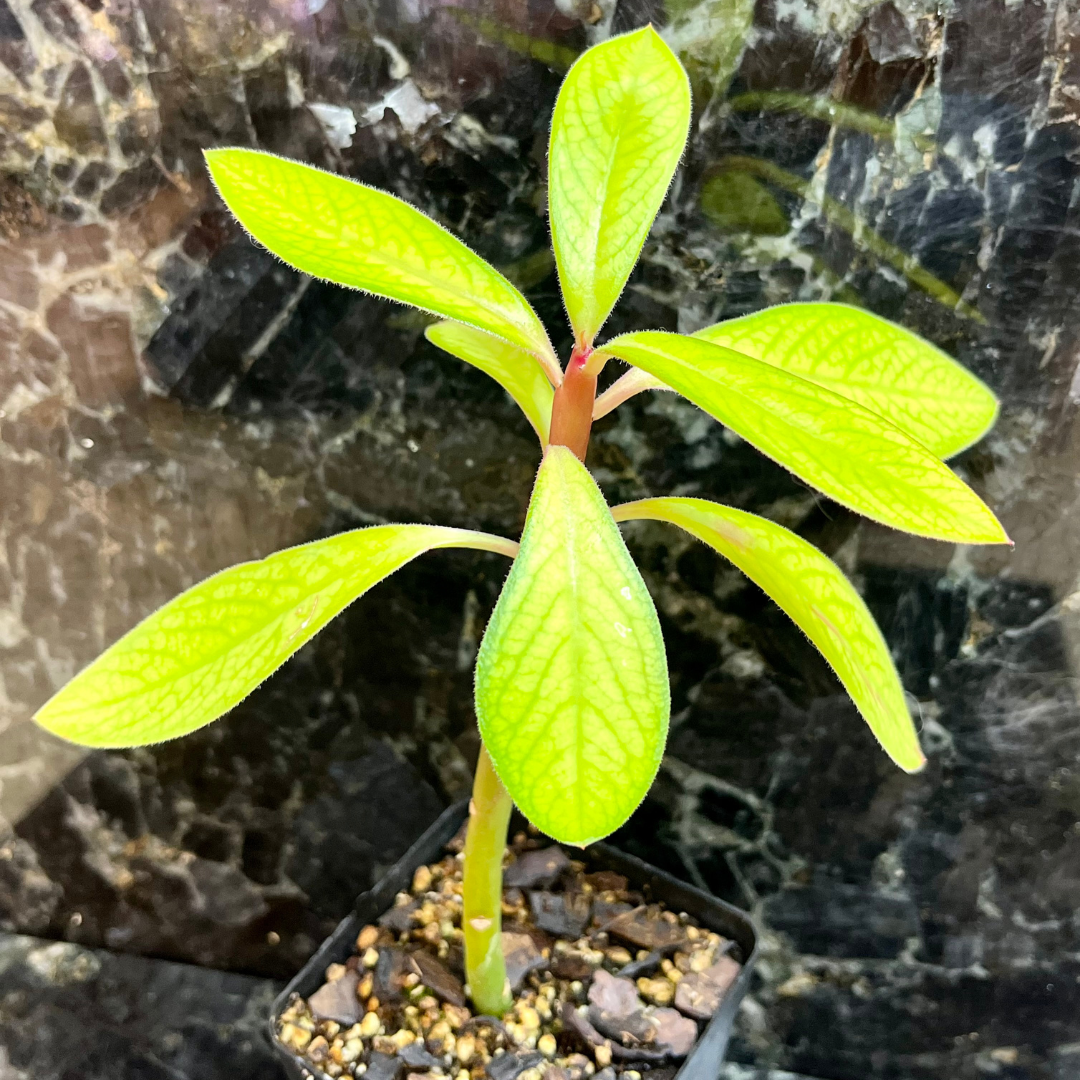 Euphorbia bicompacta