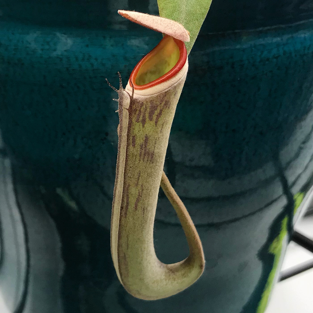 Nepenthes albomarginata 'Black' - fresh unrooted cutting