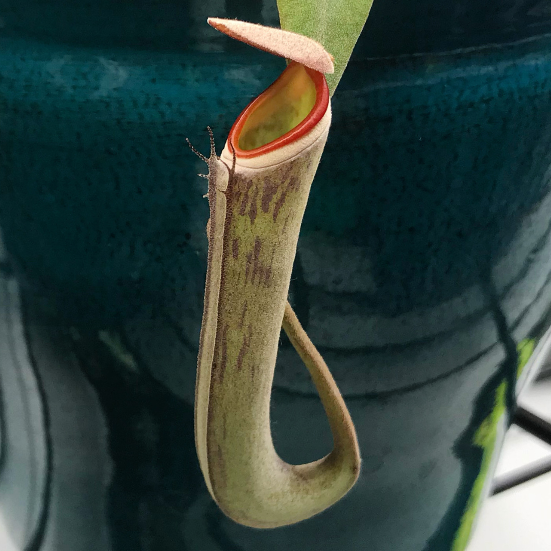 Nepenthes albomarginata 'Black' - established cutting, one available