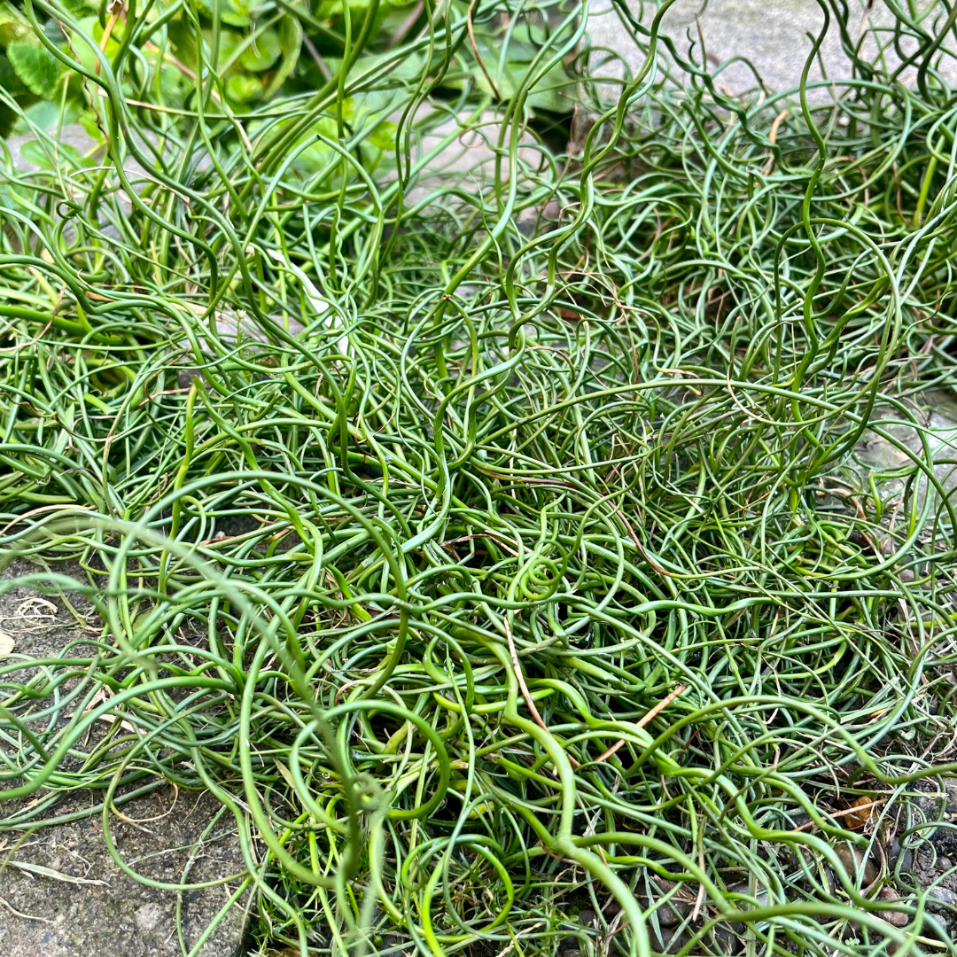 Juncus effuses 'Spiralis'