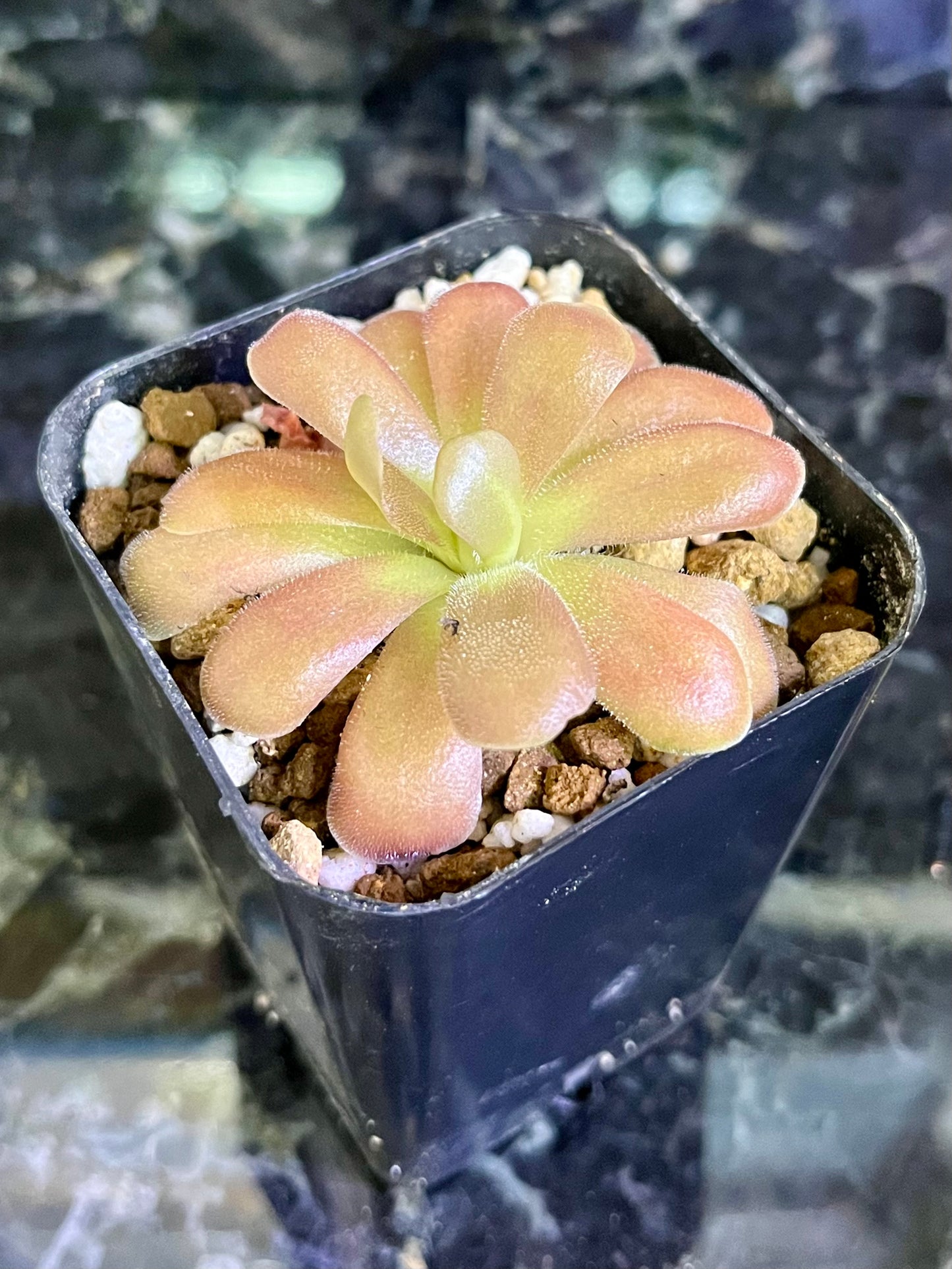 Pinguicula esseriana - Jerry P. clone