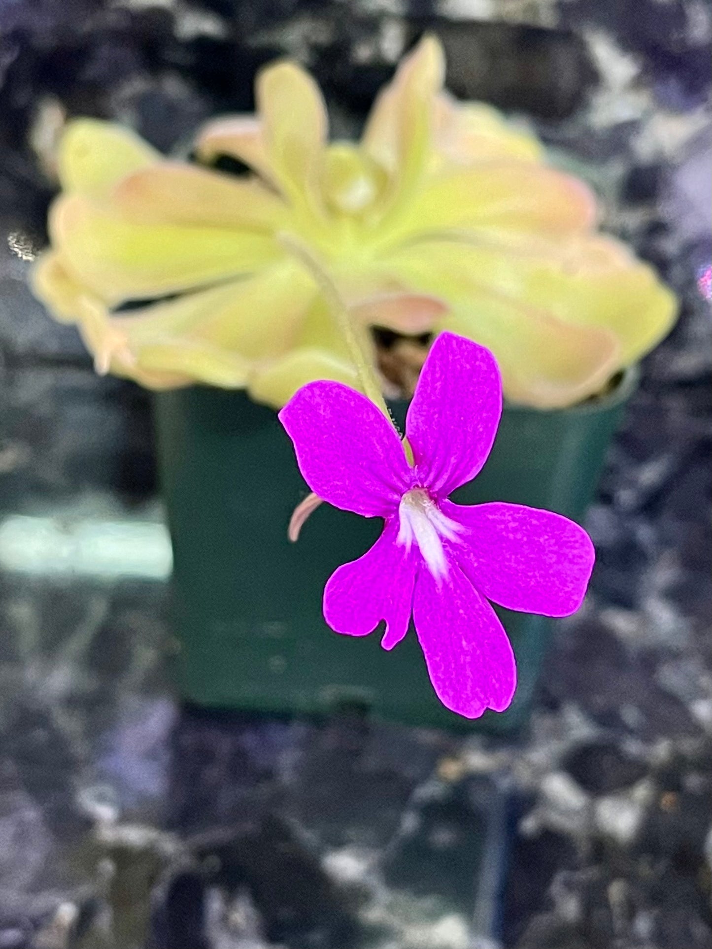 Pinguicula esseriana - Jerry P. clone