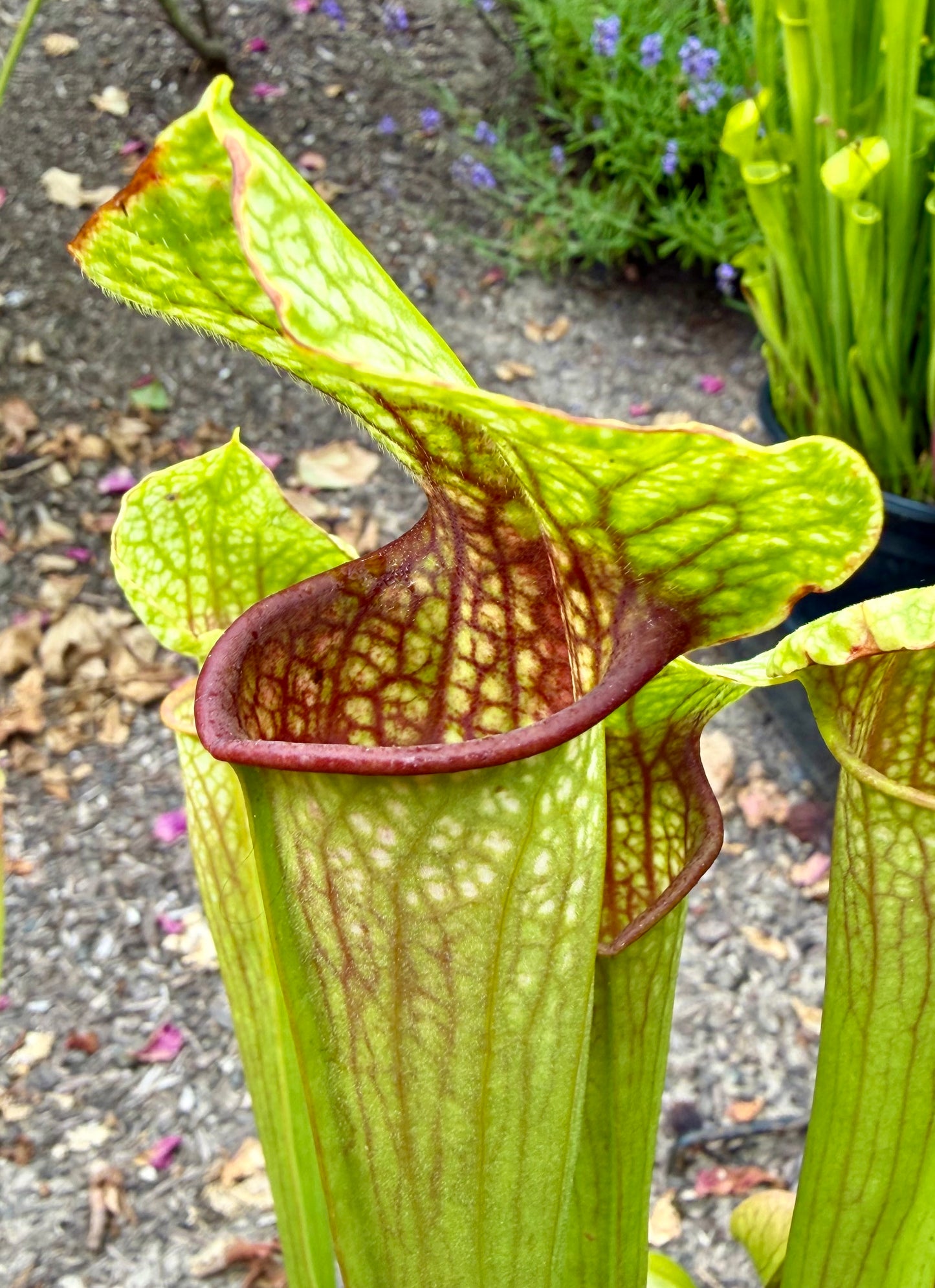 Sarracenia "Fluke"