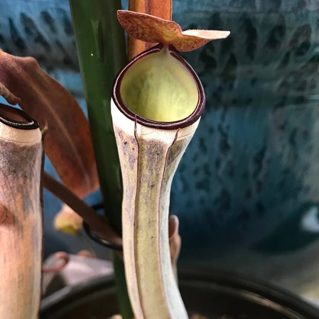 Nepenthes albomarginata 'Black' - established cutting, one available