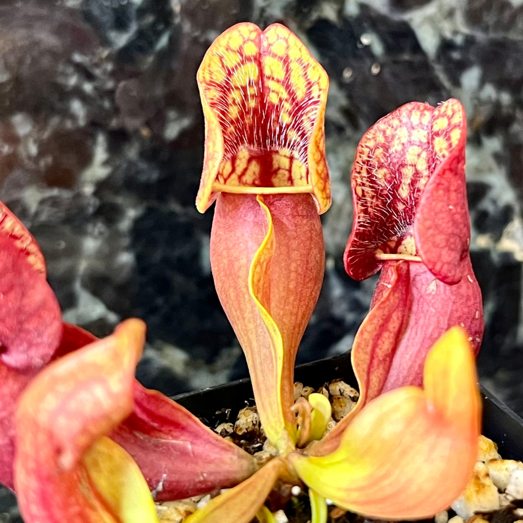 Sarracenia purpurea OP - seed grown