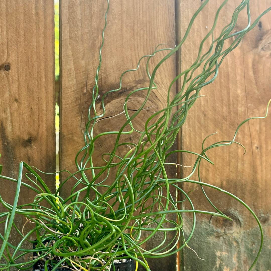 Juncus effuses 'Spiralis'