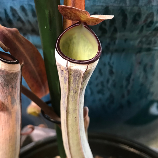 Nepenthes albomarginata 'Black' - fresh unrooted cutting, one available