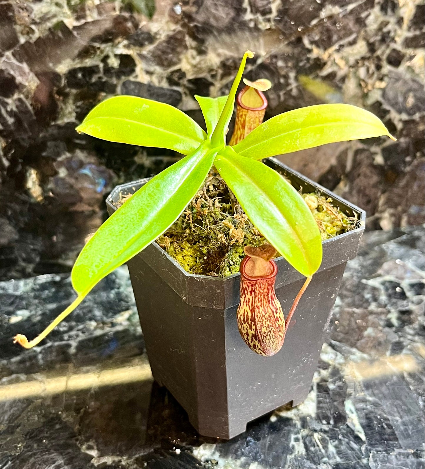 Nepenthes 'Red Leopard' - established cutting