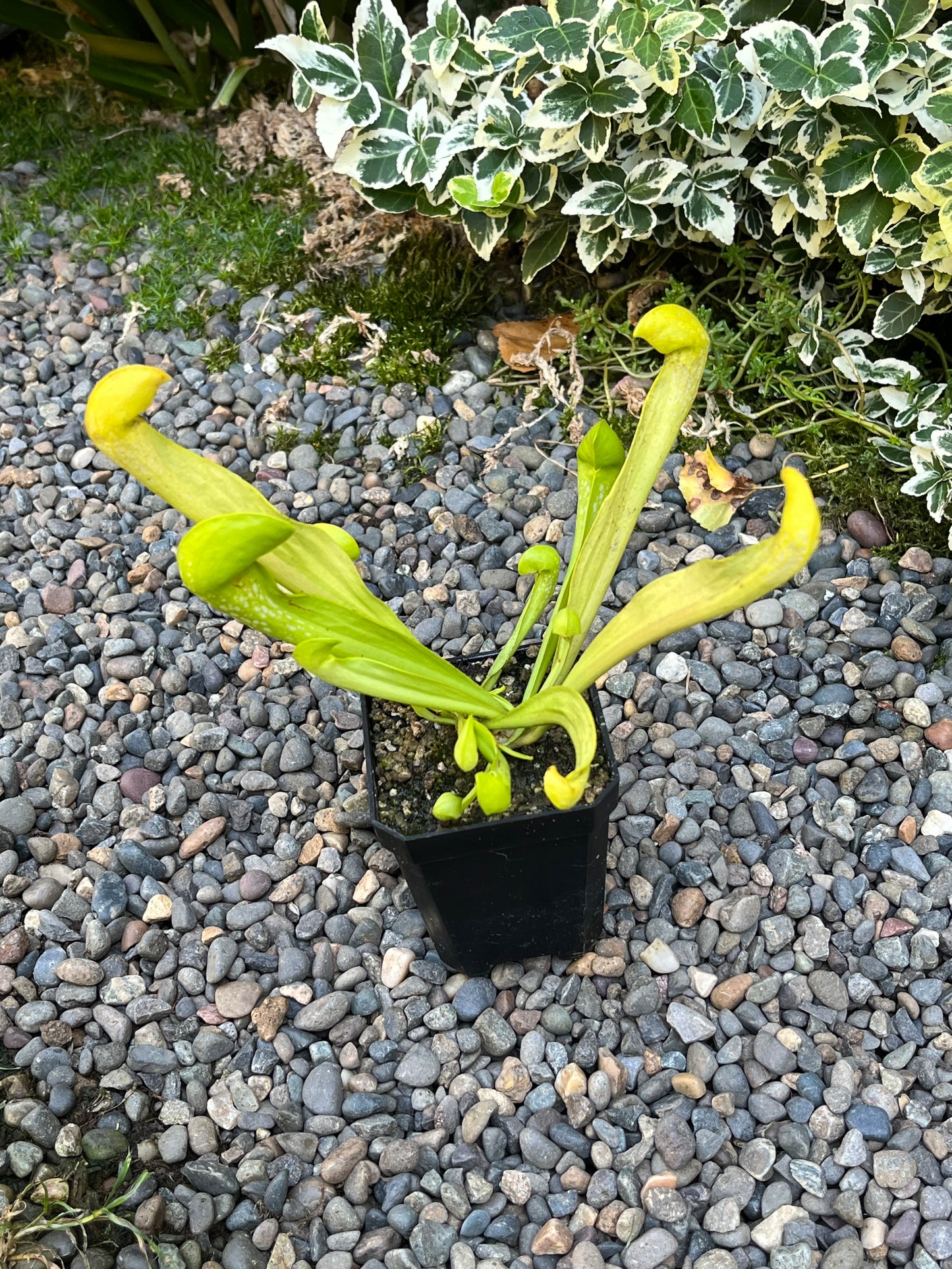 Sarracenia psittacina x minor AF