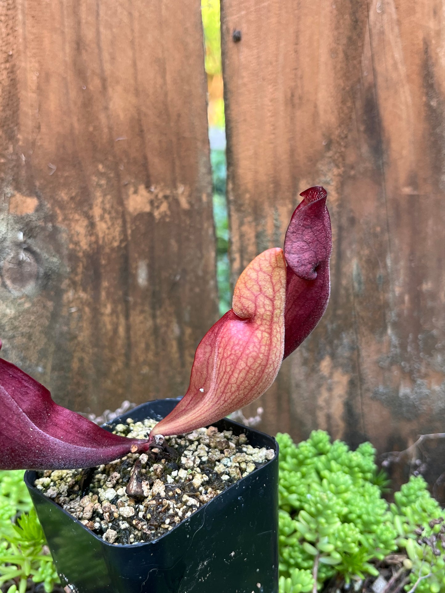 Sarracenia 'Simone' x Rosea “Big Mama”