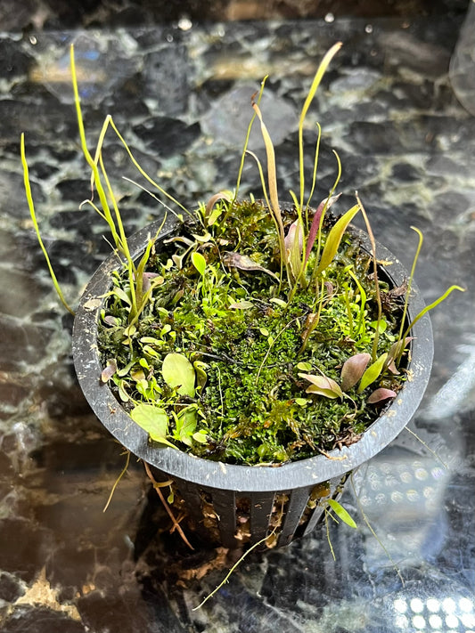 Utricularia PARTY - mix of select utrics