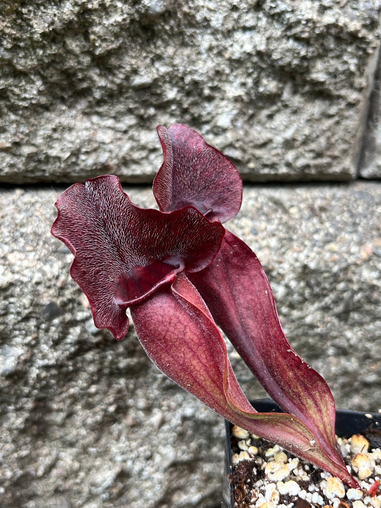 Sarracenia 'Simone' x Rosea “Big Mama”