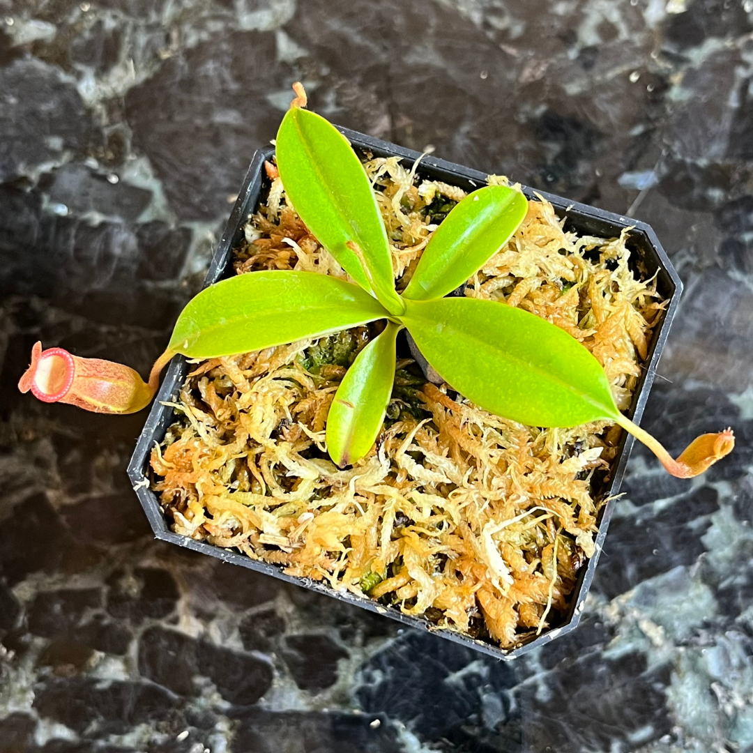 Nepenthes ventricosa x edwardsiana - seed grown