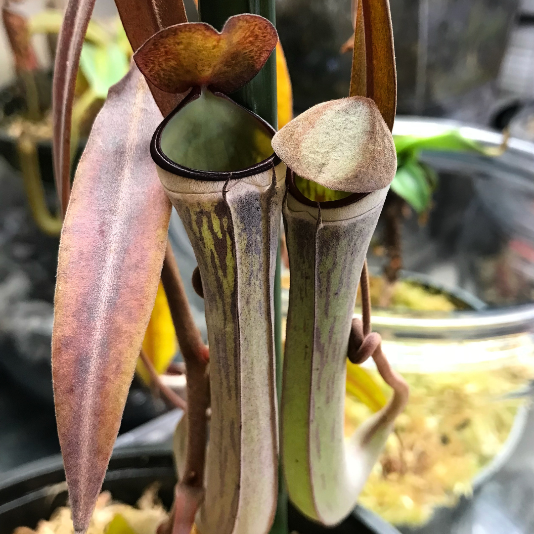 Nepenthes albomarginata 'Black' - established cutting, one available