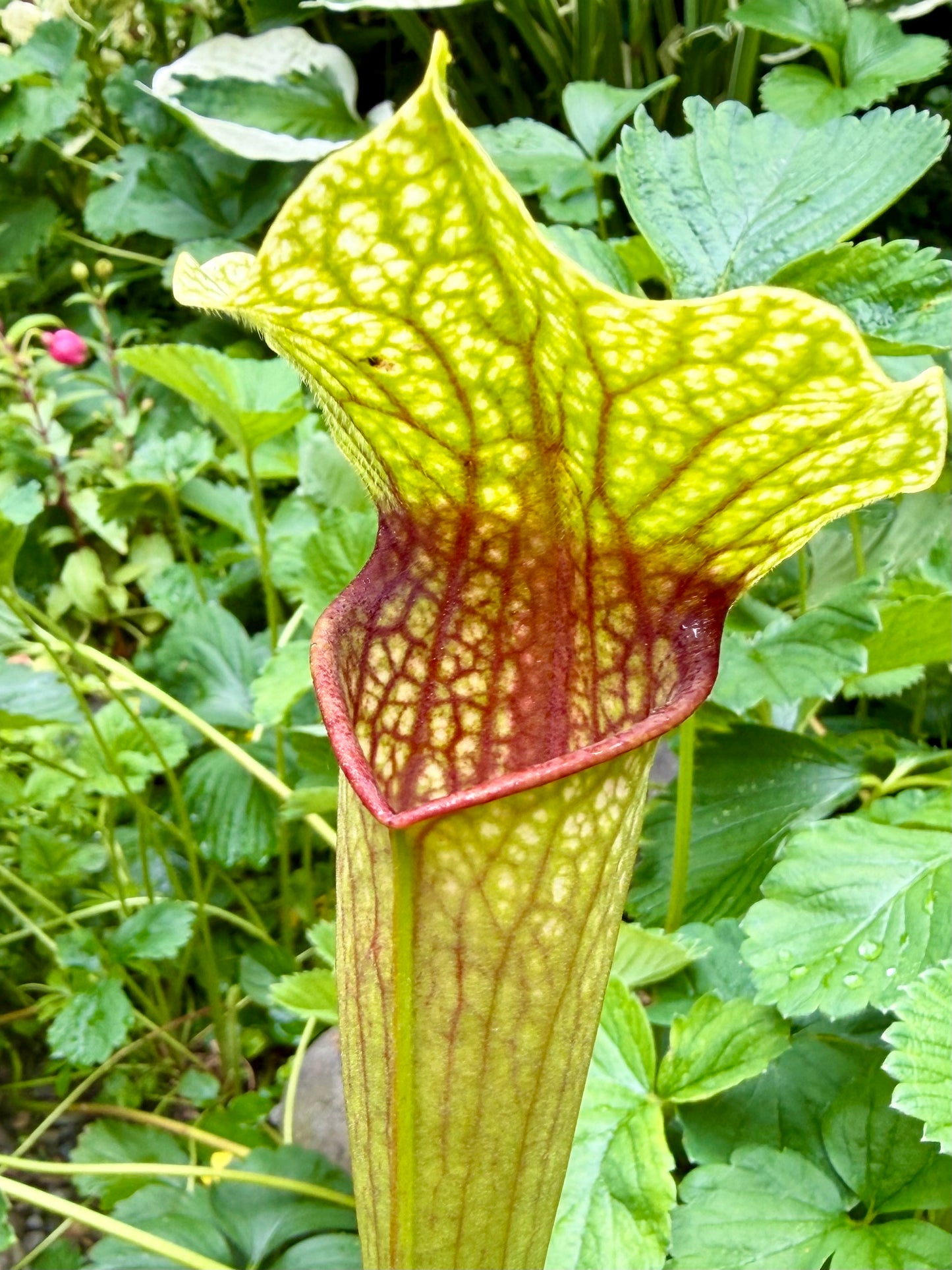 Sarracenia "Fluke"