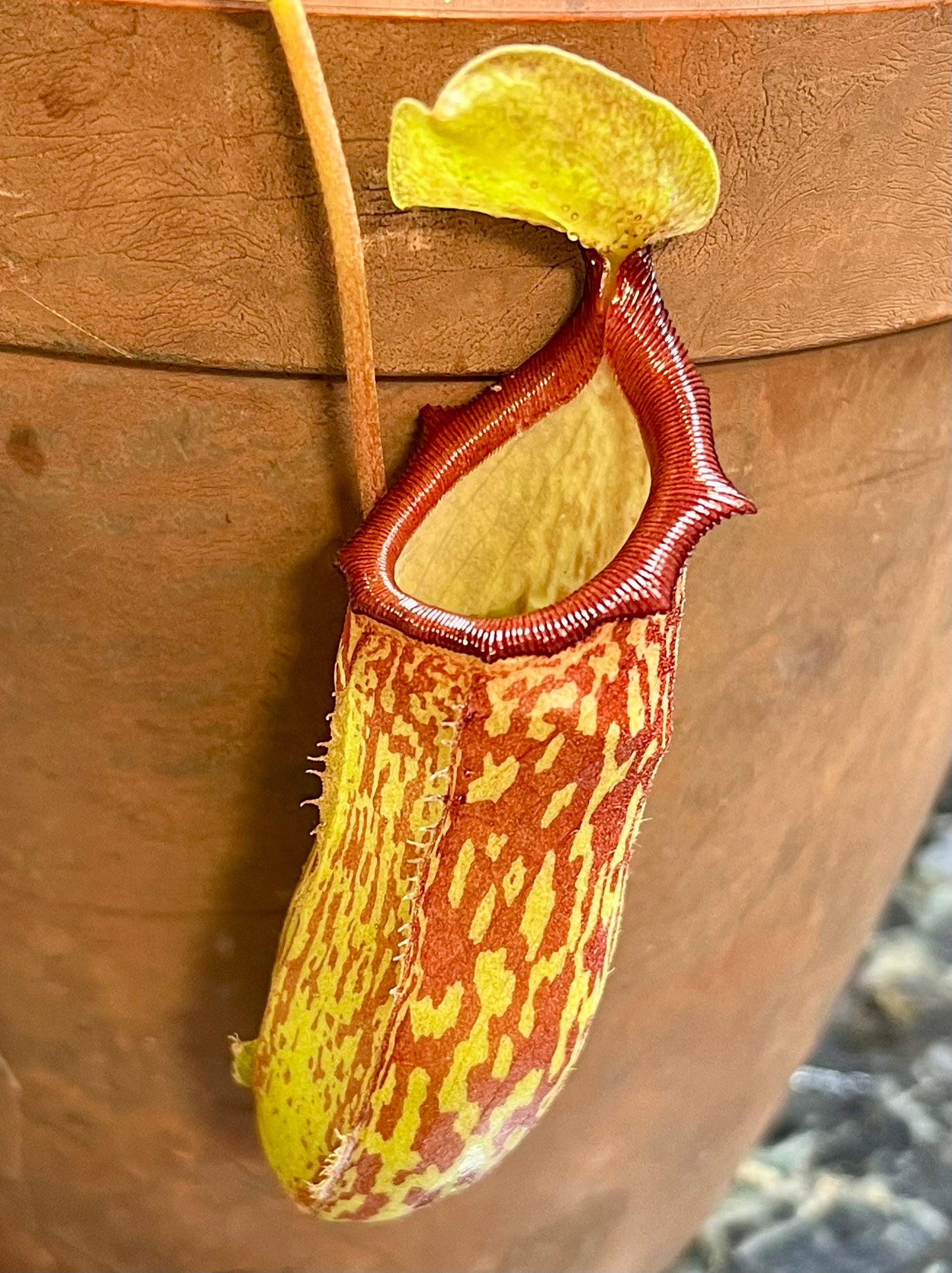 Nepenthes 'Red Leopard' - established cutting