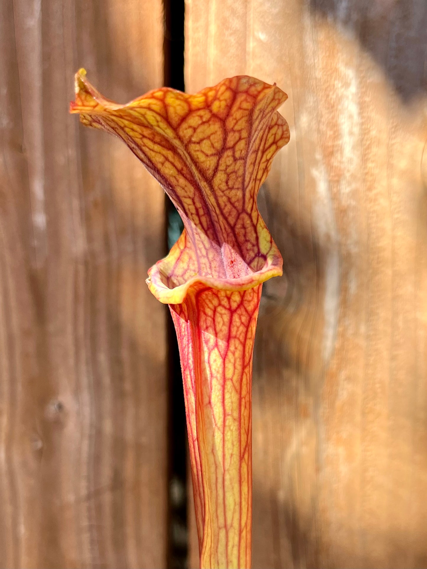 S. ‘Reptilian Rose'