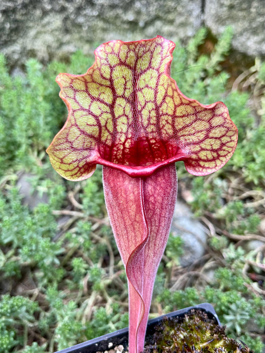 Sarracenia 'Simone' x Rosea “Big Mama”