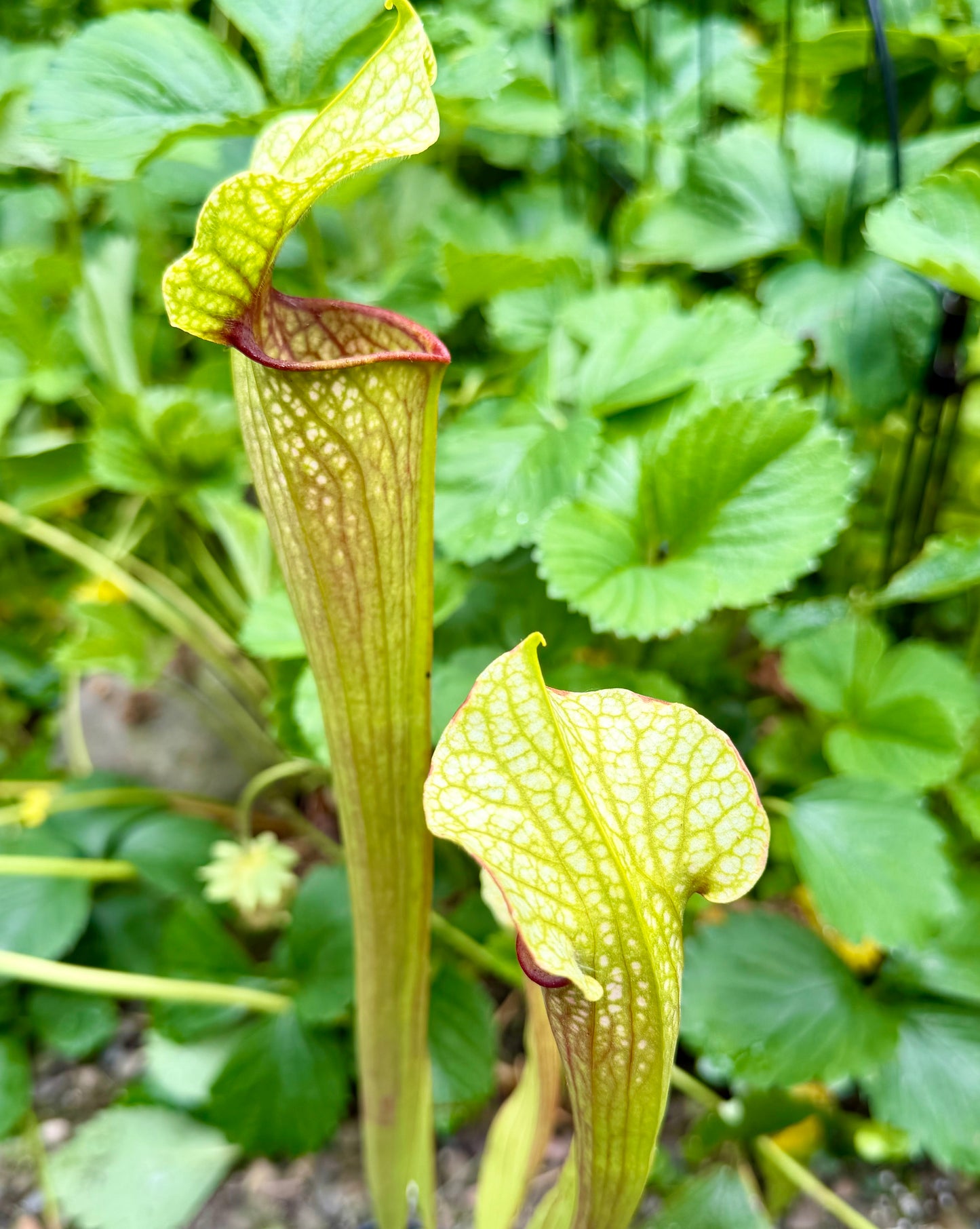Sarracenia "Fluke"
