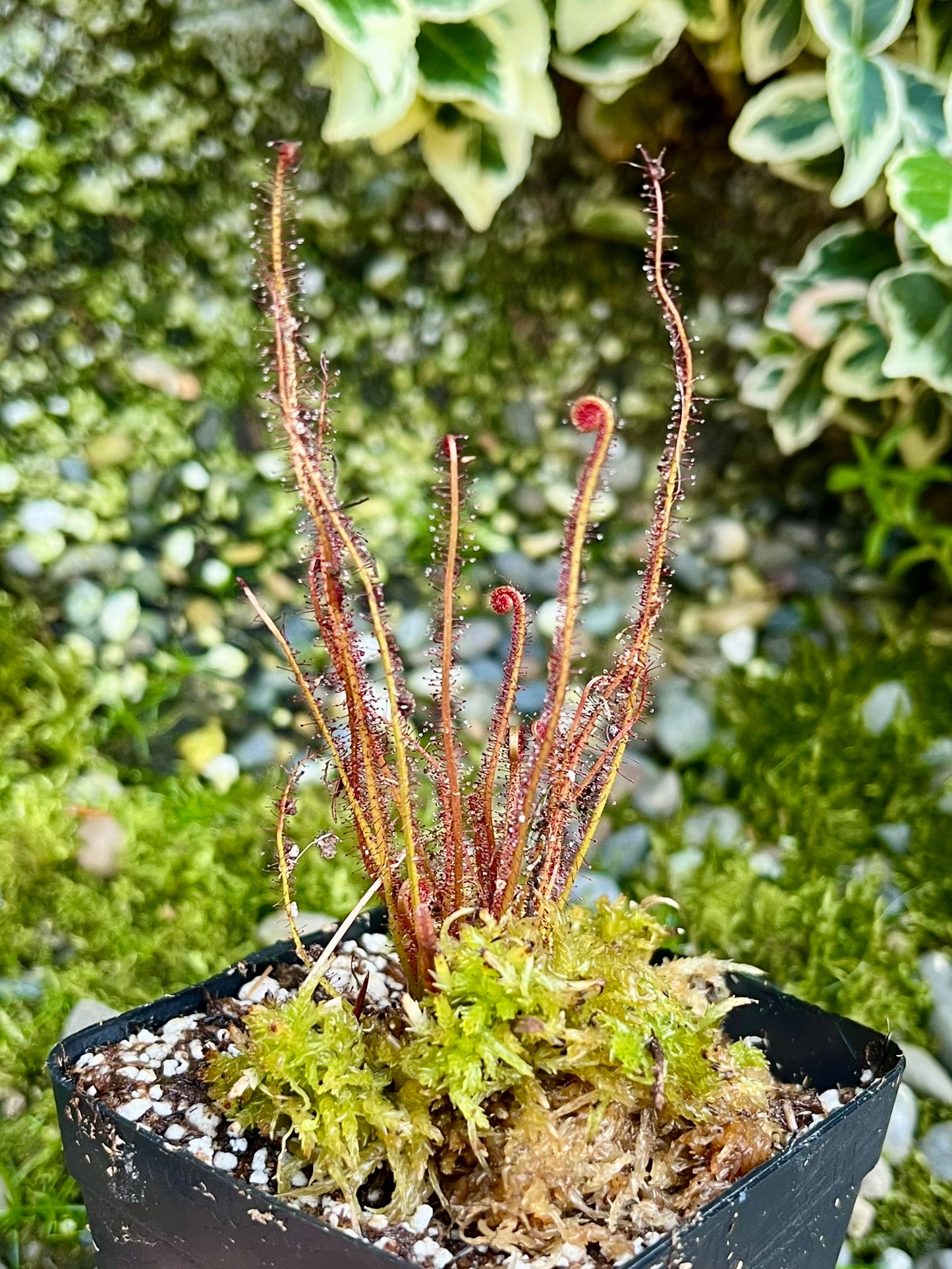 Drosera filiformis “Crawdaddy”