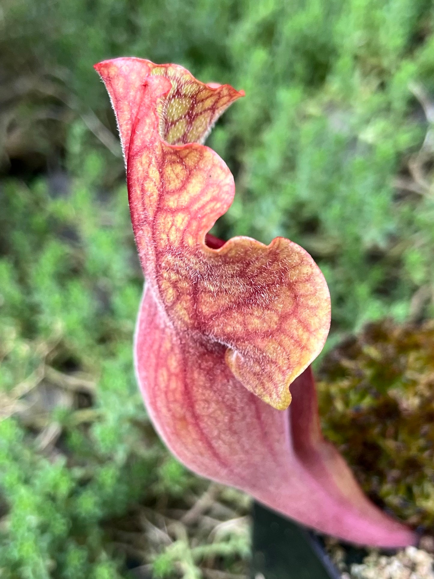 Sarracenia 'Simone' x Rosea “Big Mama”