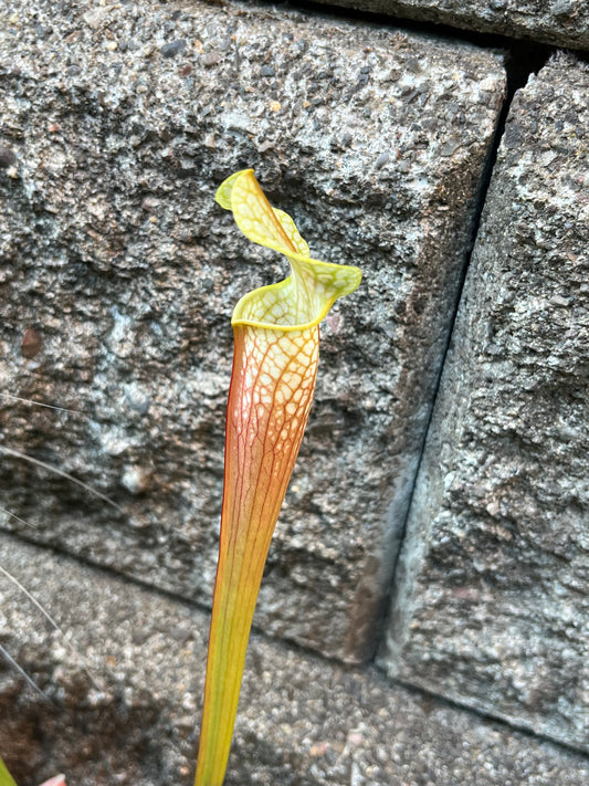Sarracenia alabamensis ICPS x moorei