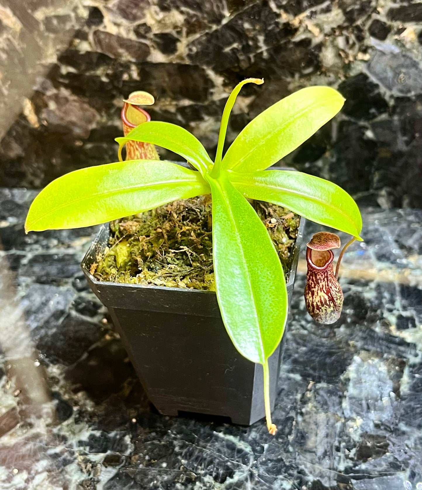 Nepenthes 'Red Leopard' - established cutting